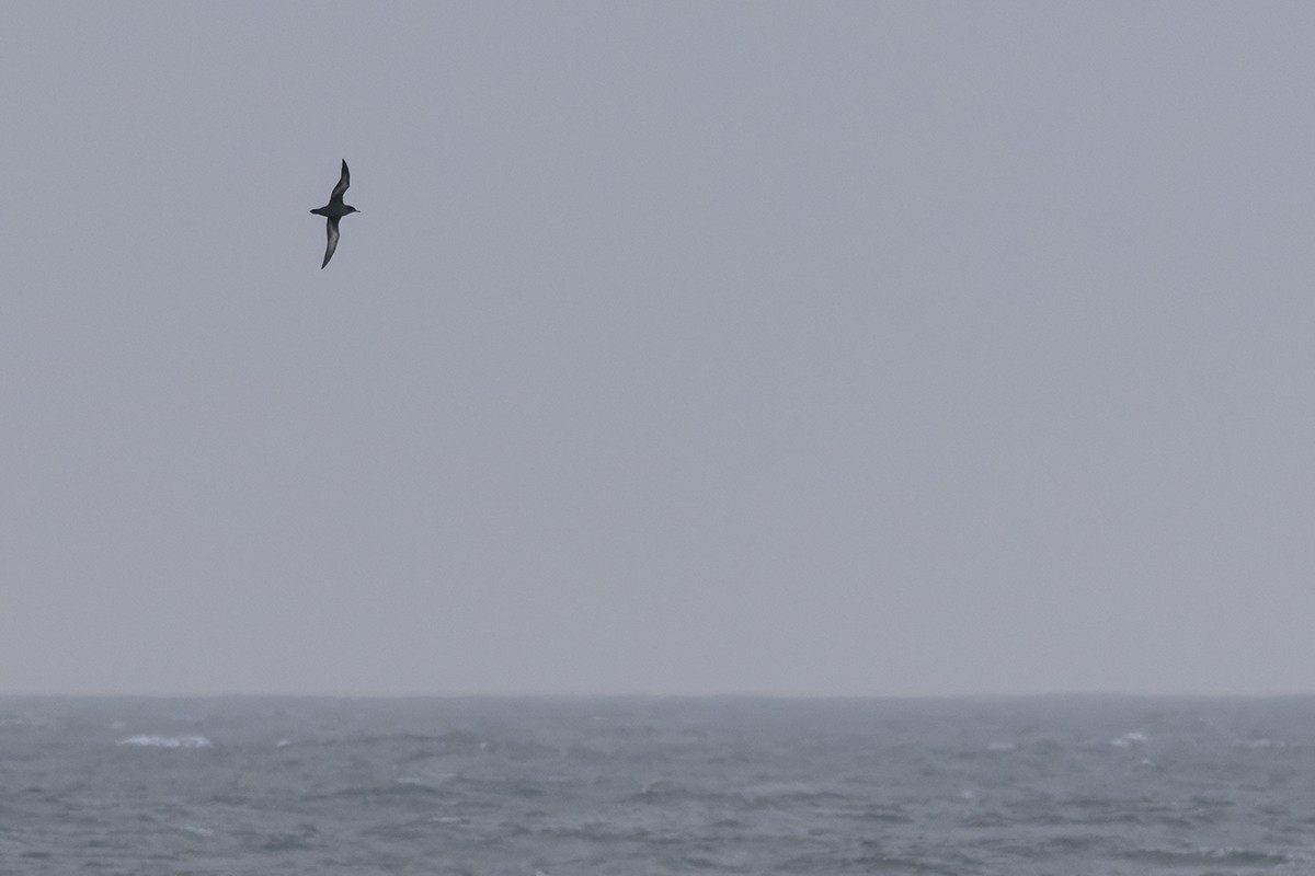Sooty Shearwater - ML642225324
