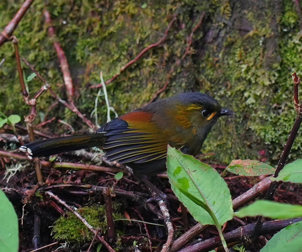 Taiwan Liocichla - ML642225333