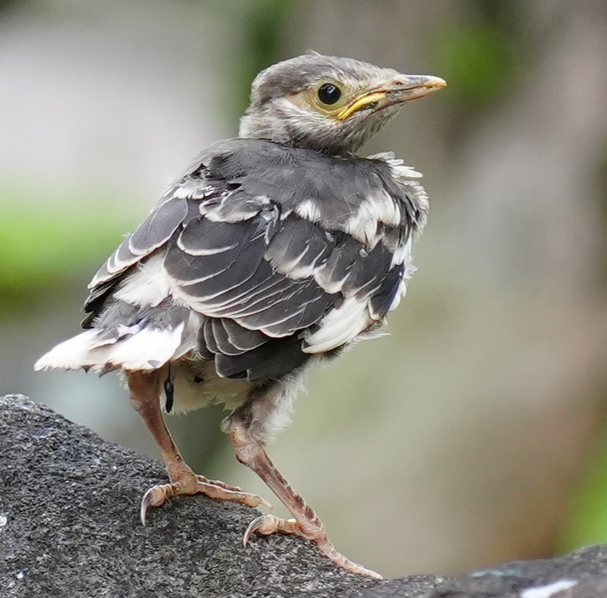 Black-collared Starling - ML642225380