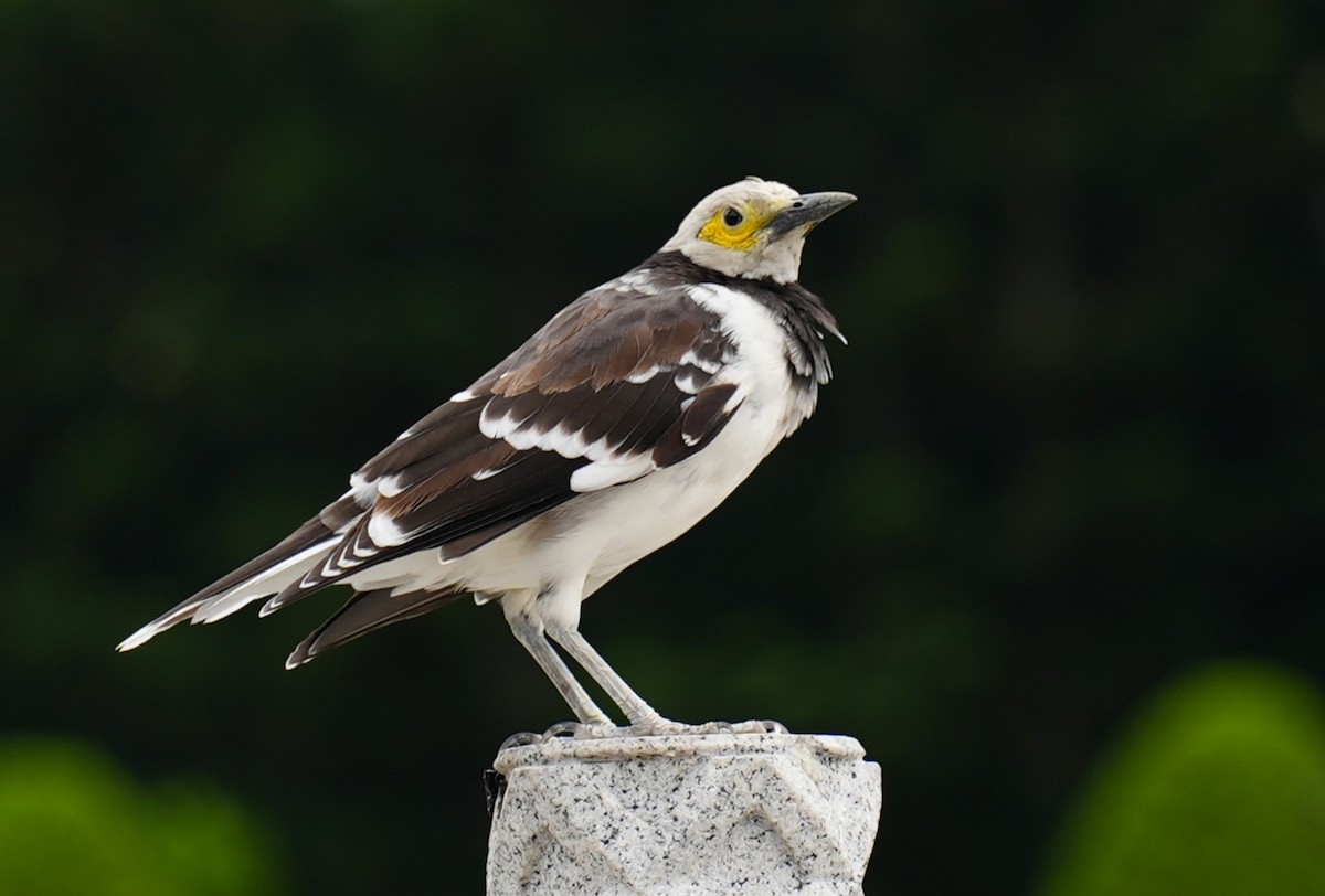 Black-collared Starling - ML642225381