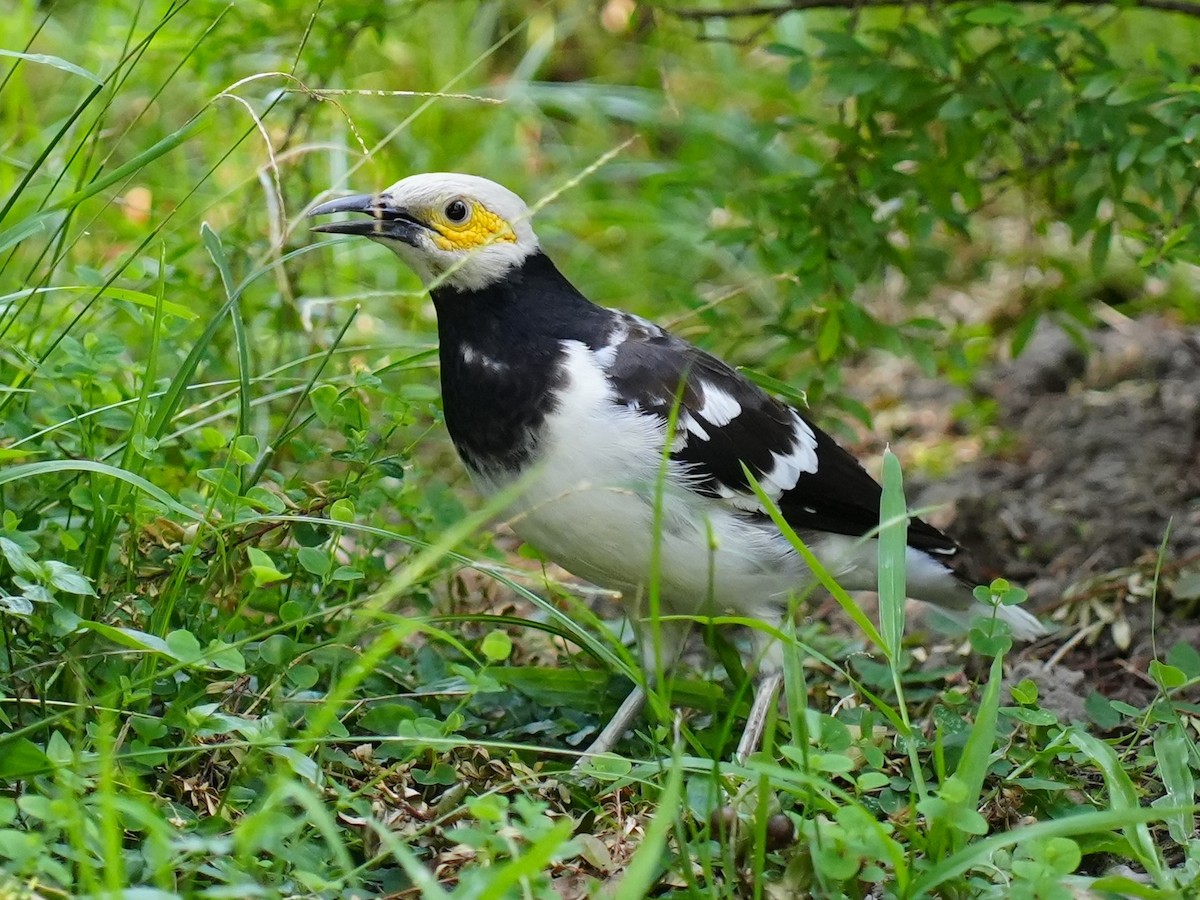 Black-collared Starling - ML642225382