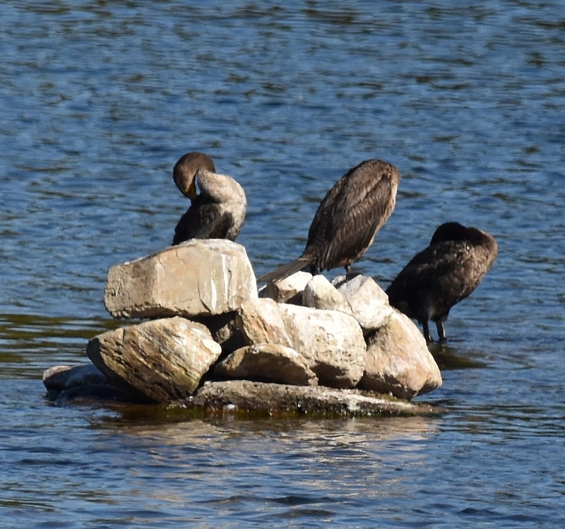 Double-crested Cormorant - ML642225391