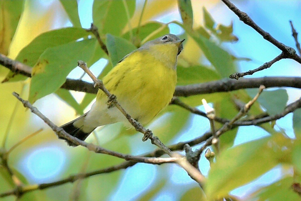 Magnolia Warbler - ML642225394