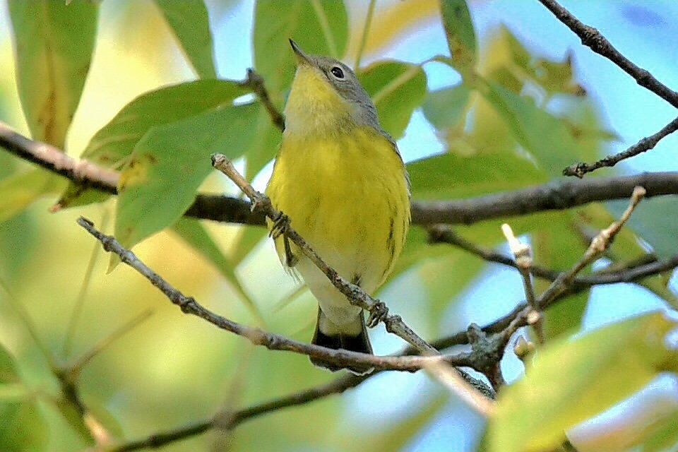 Magnolia Warbler - ML642225395