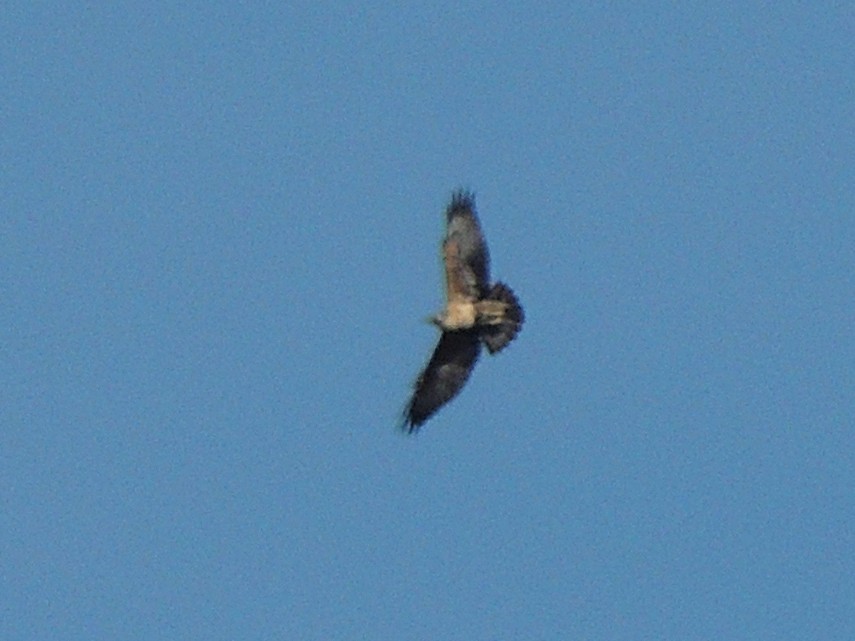Black-chested Buzzard-Eagle - ML642225396