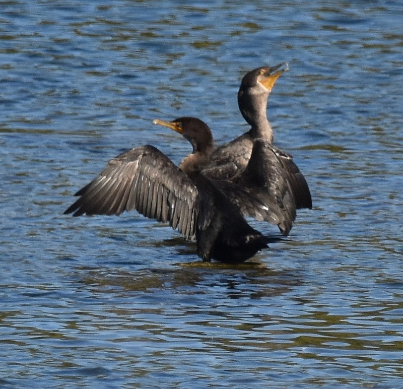Double-crested Cormorant - ML642225400