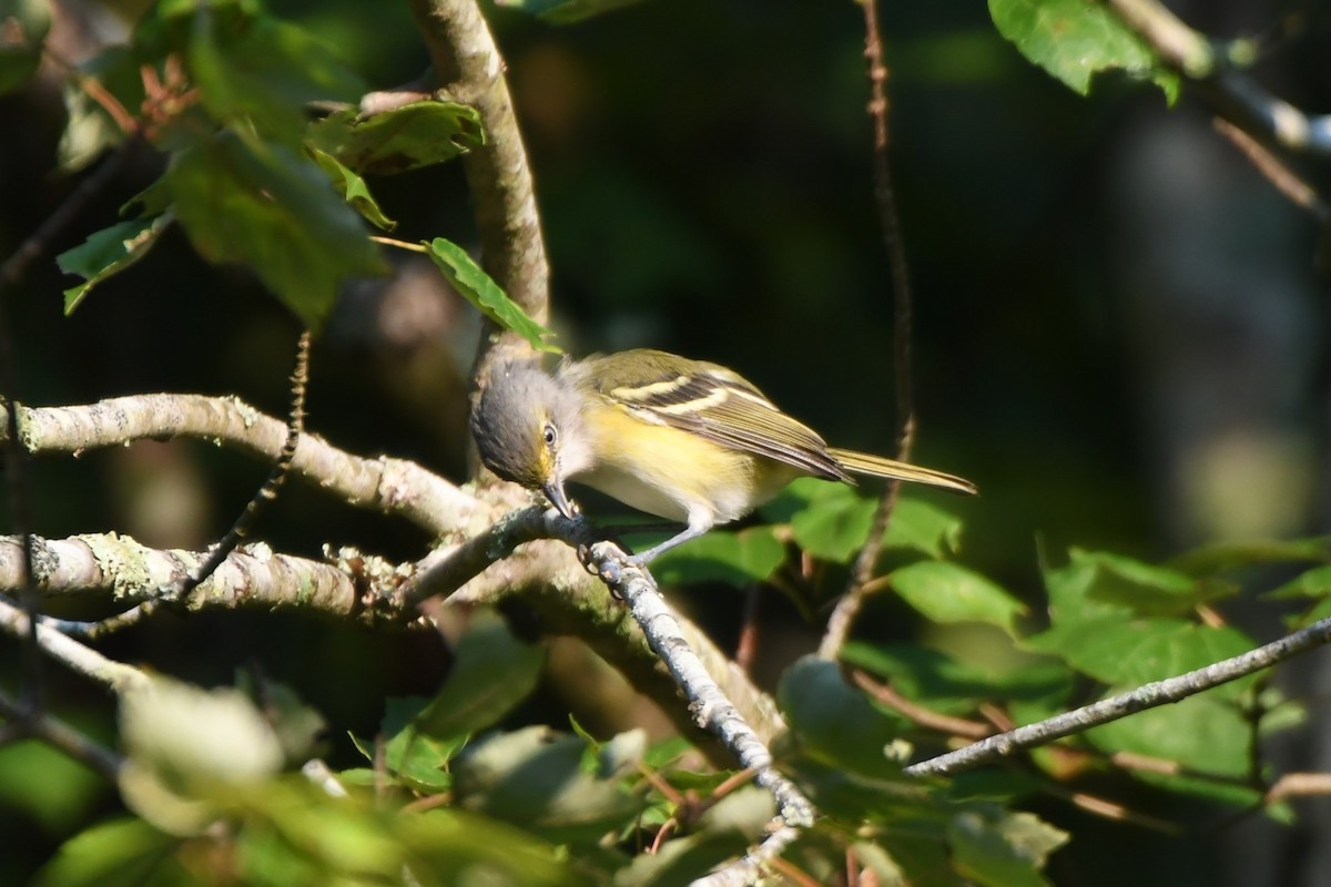 White-eyed Vireo - ML642225404