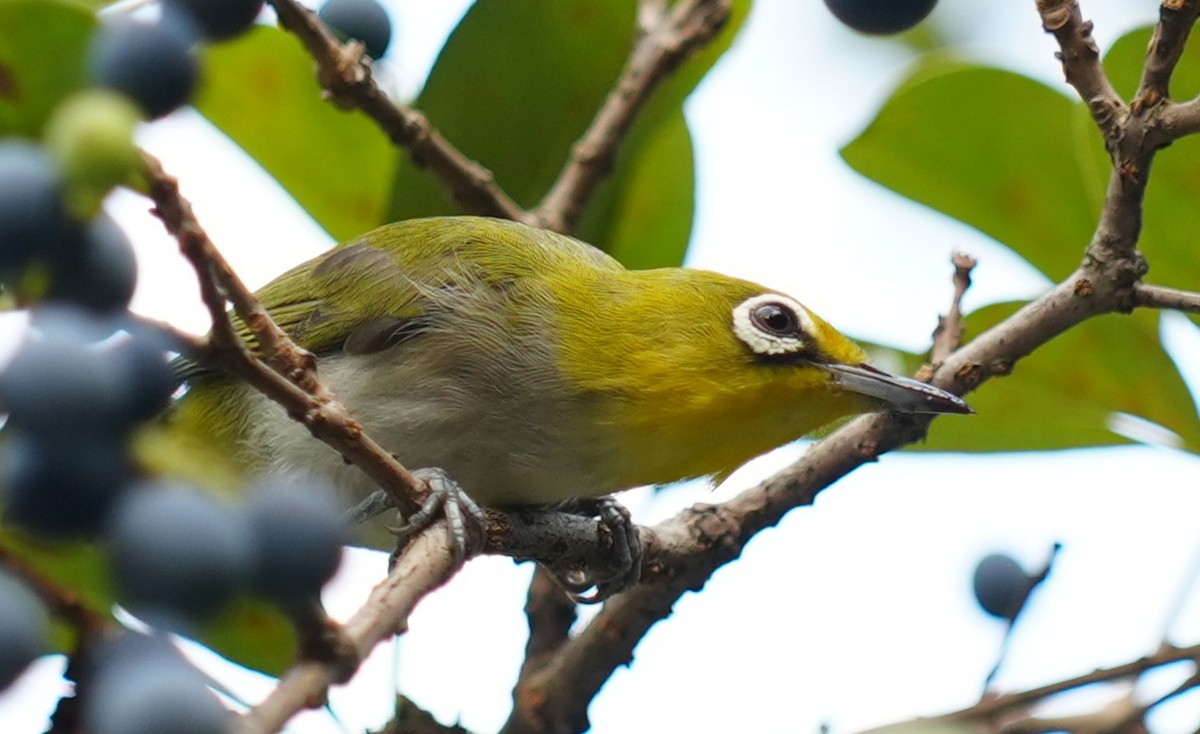 Swinhoe's White-eye - ML642225408