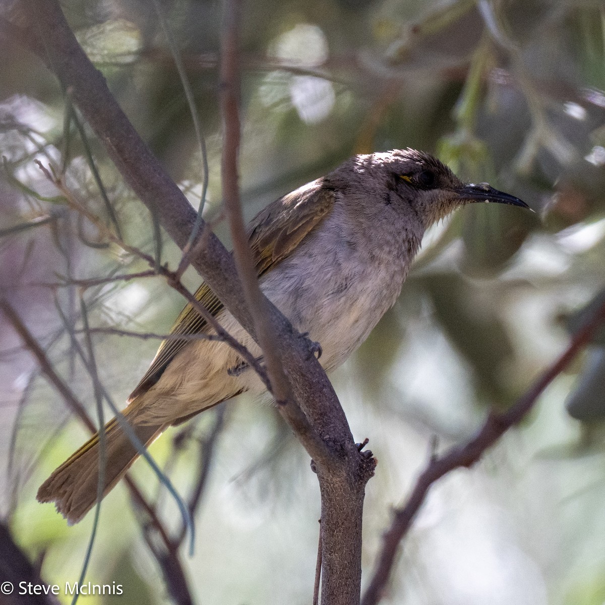 Brown Honeyeater - ML642225409