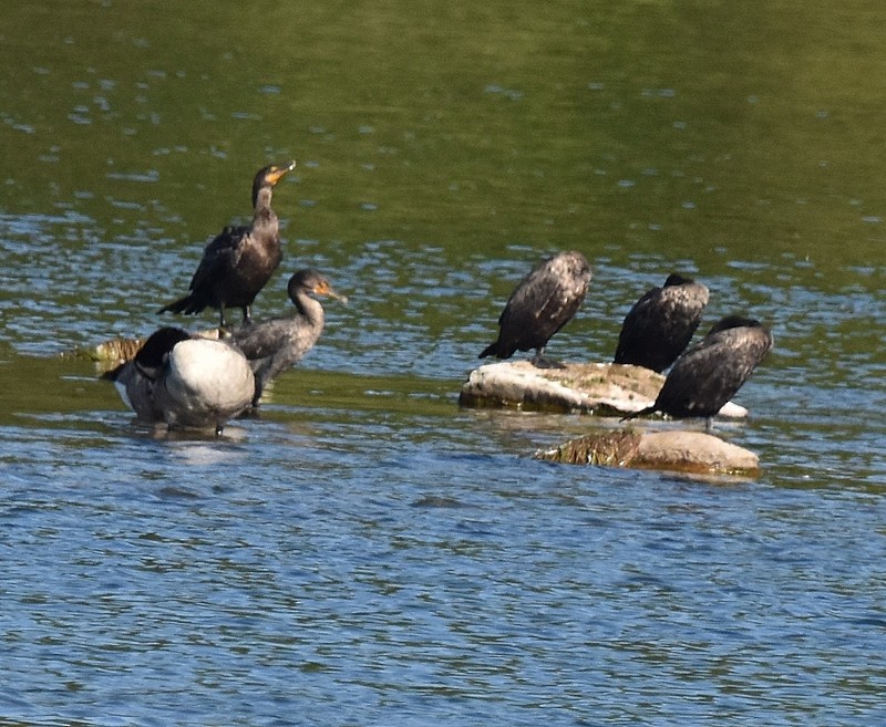 Double-crested Cormorant - ML642225413