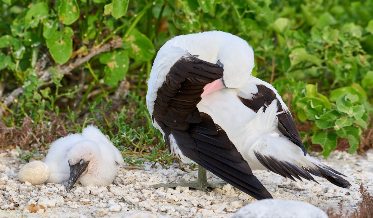 Nazca Booby - ML642225414