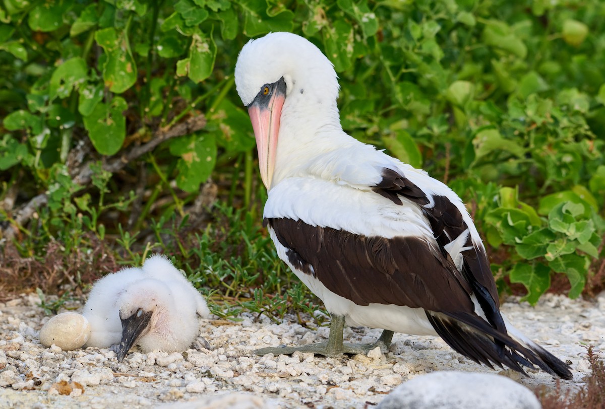 Nazca Booby - ML642225415