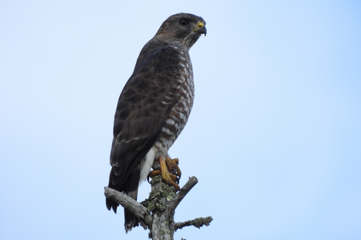 Broad-winged Hawk - ML642225416