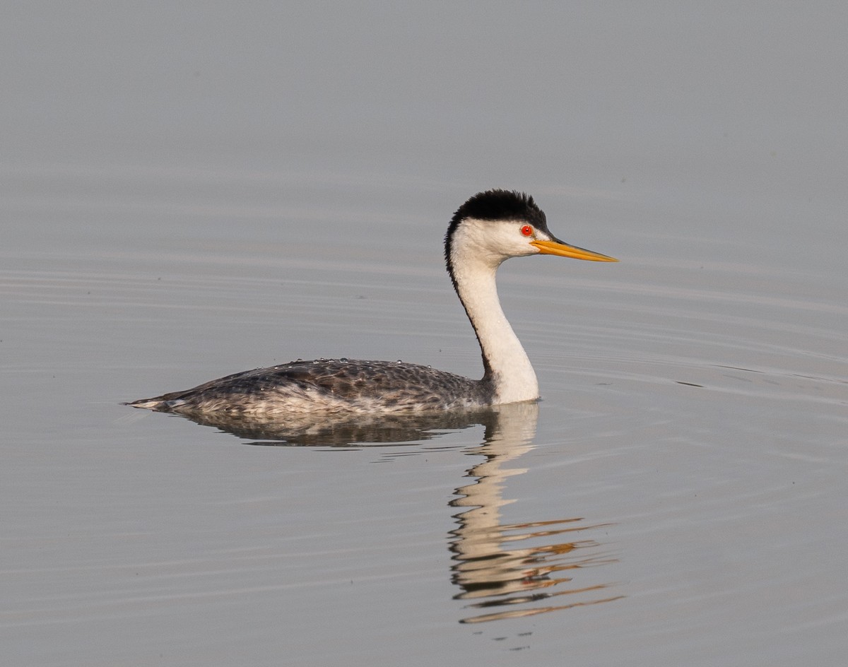 Clark's Grebe - ML642225417