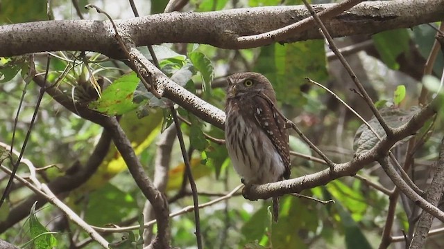 Ferruginous Pygmy-Owl - ML642225419