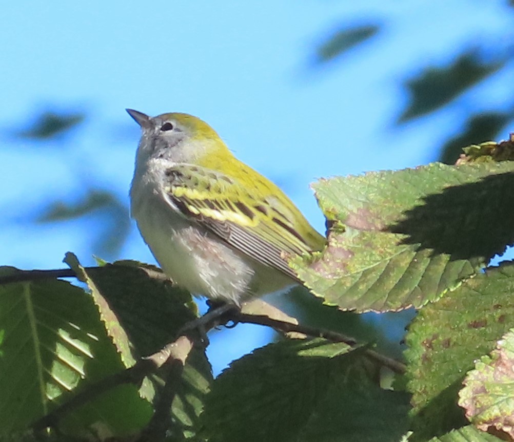 Chestnut-sided Warbler - ML642225420