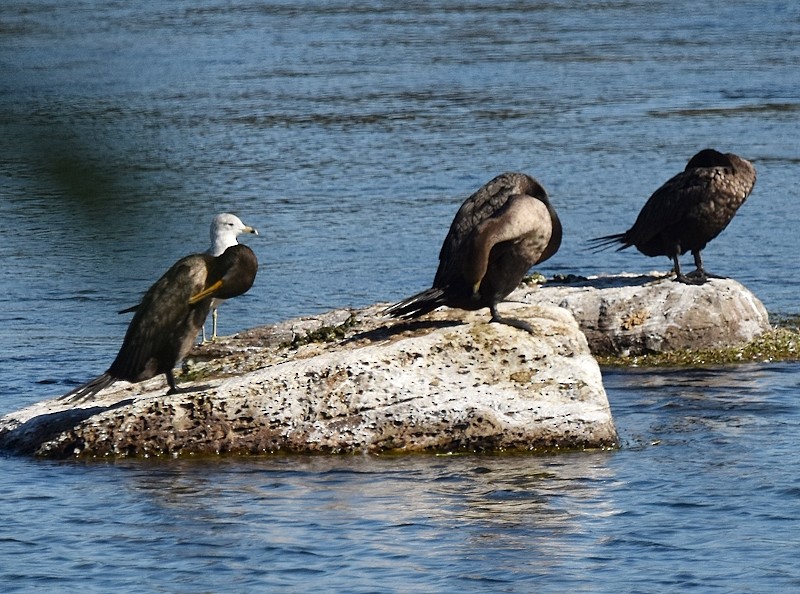 Double-crested Cormorant - ML642225426