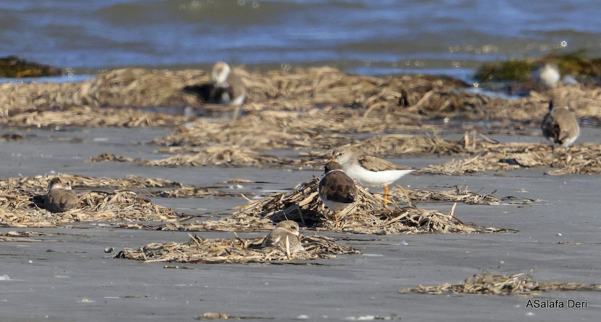 tereksnipe - ML642225427