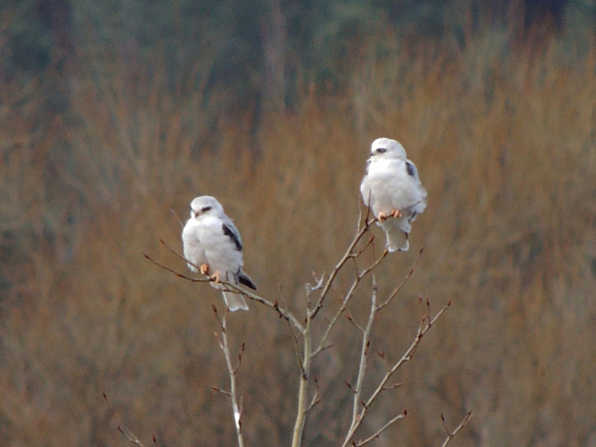 White-tailed Kite - ML642225435