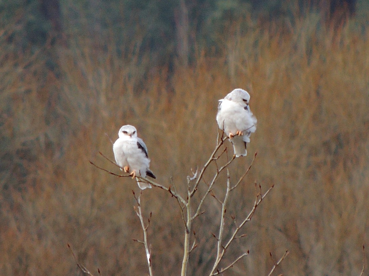White-tailed Kite - ML642225436