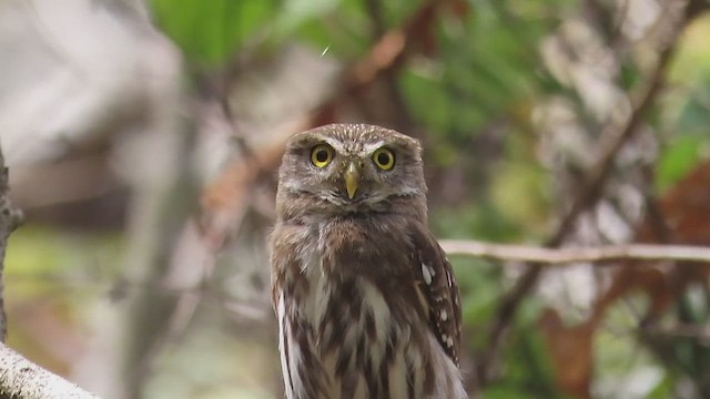 Ferruginous Pygmy-Owl - ML642225477