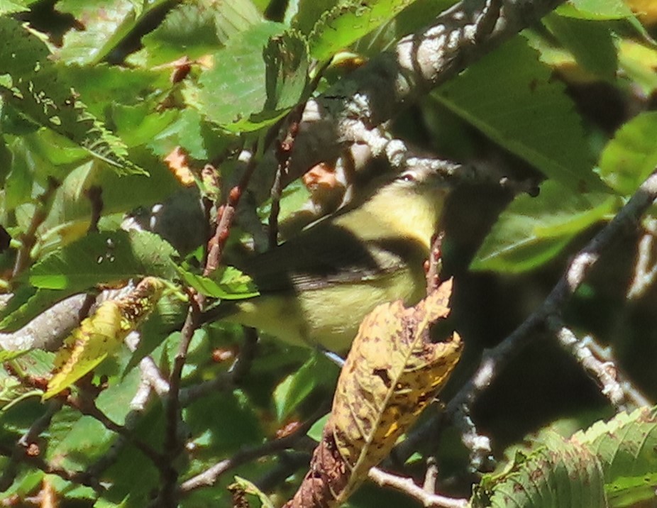 セアカモズモドキ - ML642225490