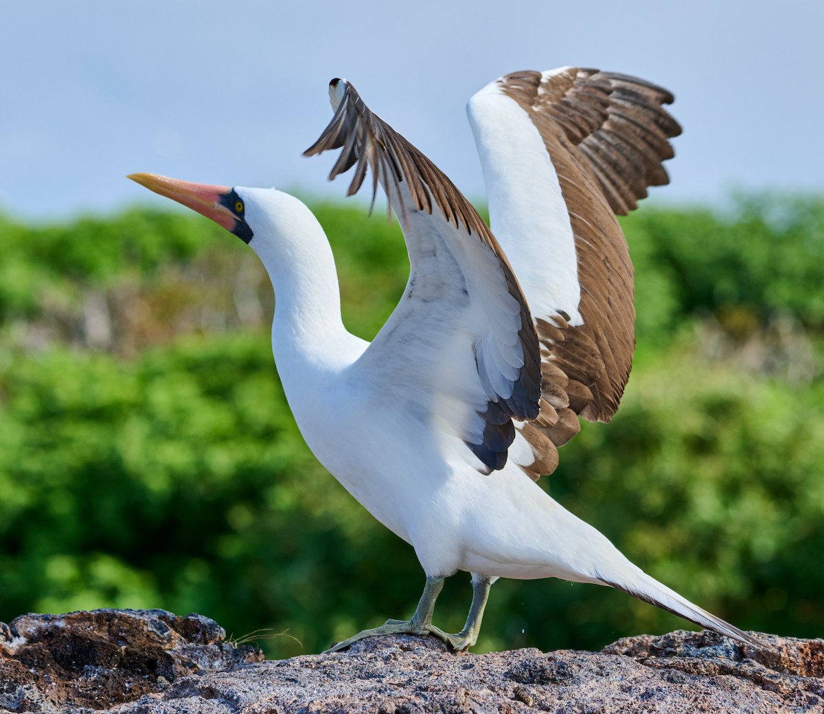 Nazca Booby - ML642225559