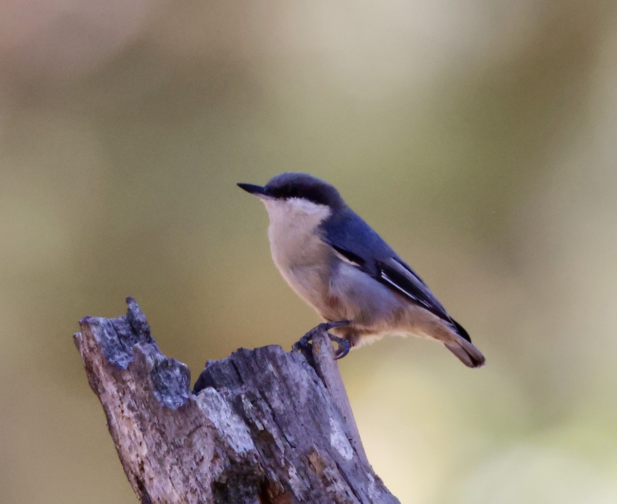 Pygmy Nuthatch - ML642225581
