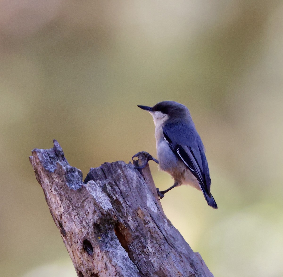 Pygmy Nuthatch - ML642225582