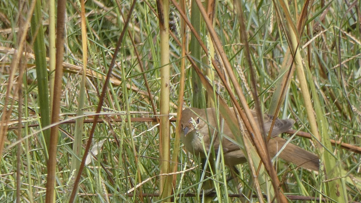 Common Reed Warbler - ML642225587