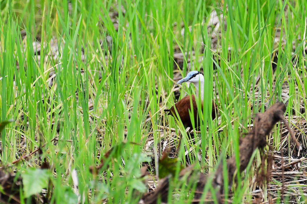 African Jacana - ML642225645