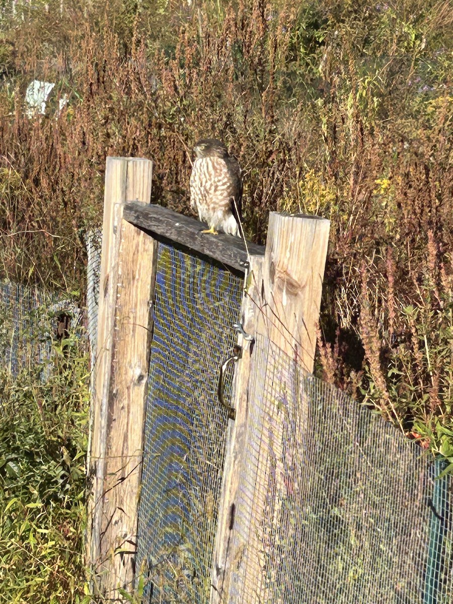 Sharp-shinned Hawk - ML642225666