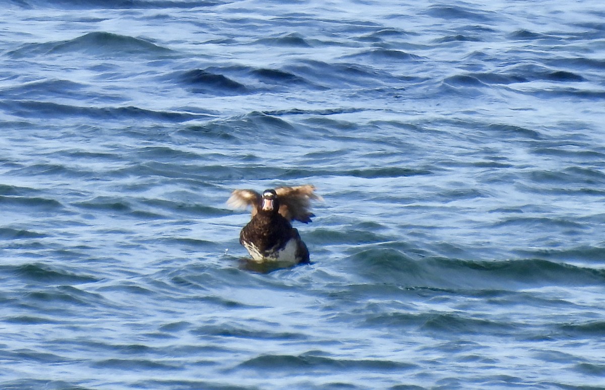 Surf Scoter - ML642225696