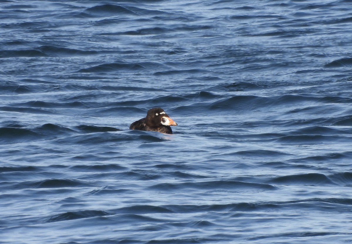 Surf Scoter - ML642225697