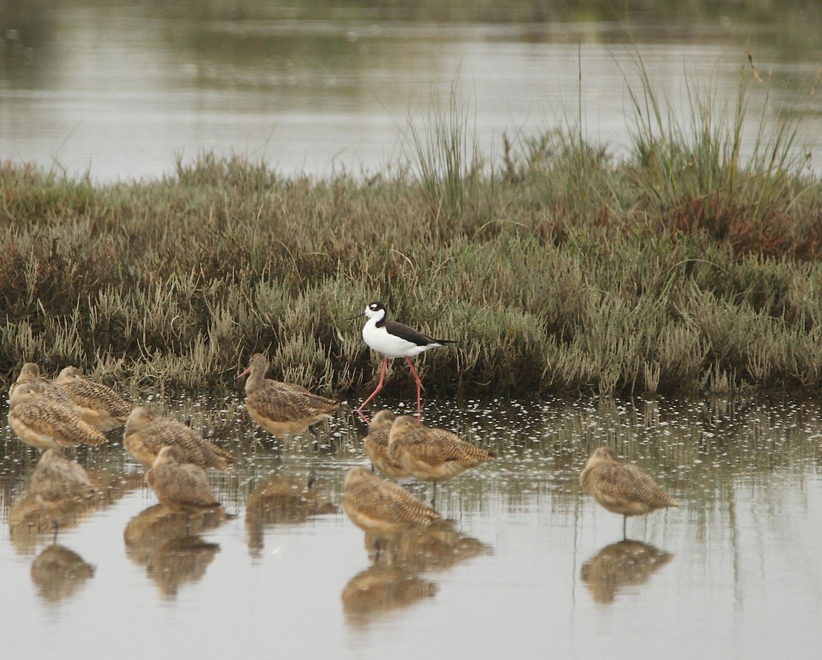 Black-necked Stilt - ML642225721