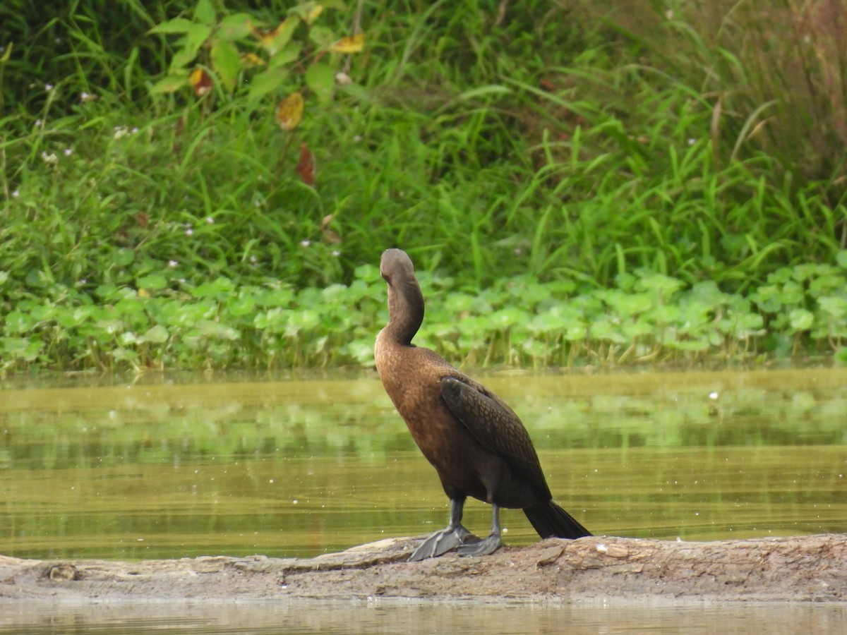Double-crested Cormorant - ML642225785