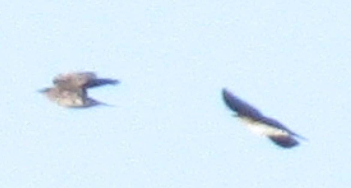 Purple Martin - ML642225811