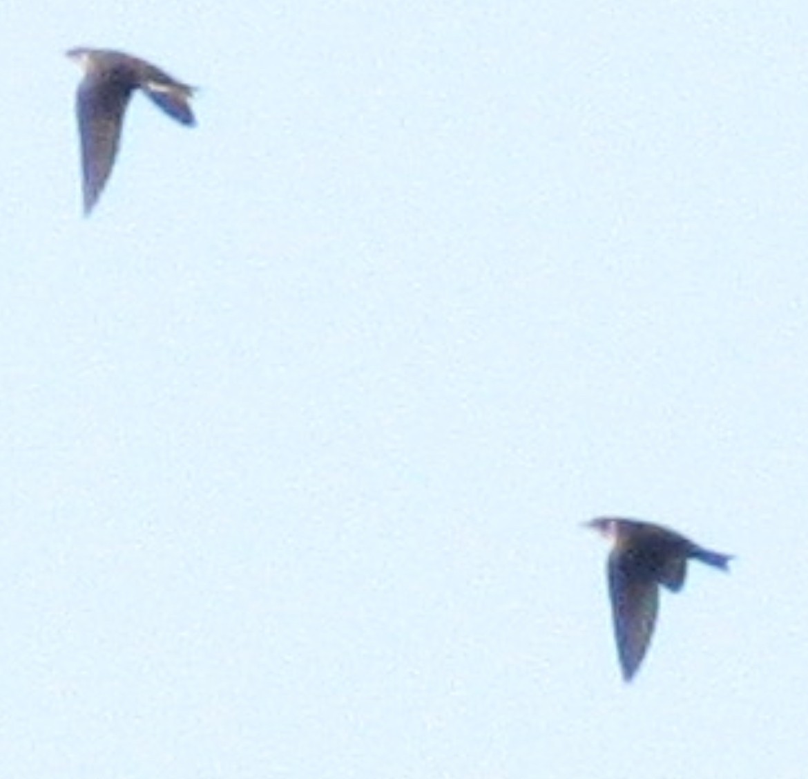 Purple Martin - ML642225812