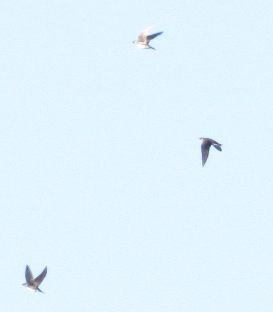 Purple Martin - ML642225813