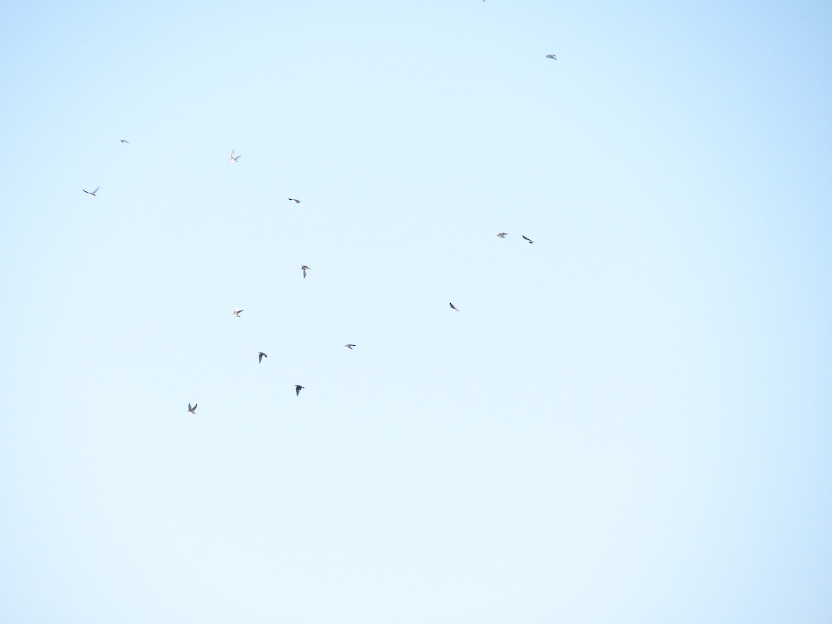 Purple Martin - ML642225814