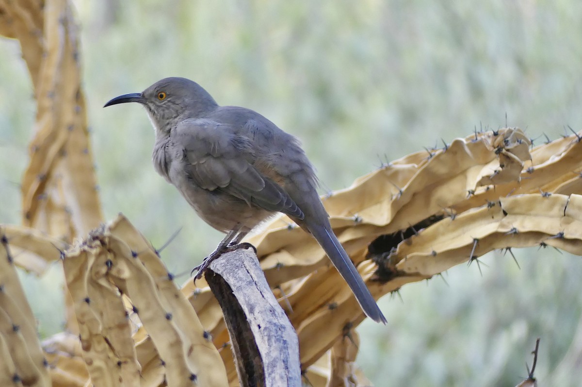 Curve-billed Thrasher - ML642225864