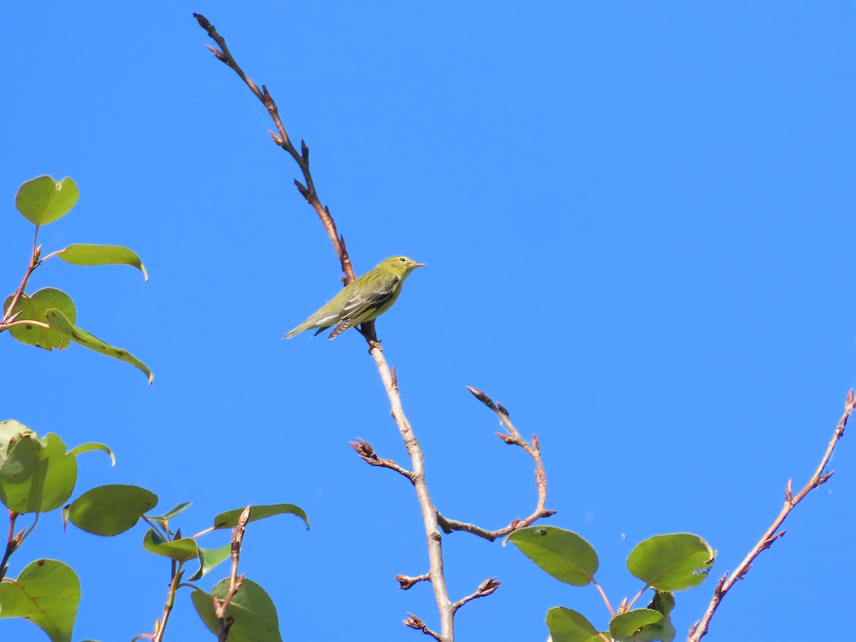 Paruline rayée - ML642225865