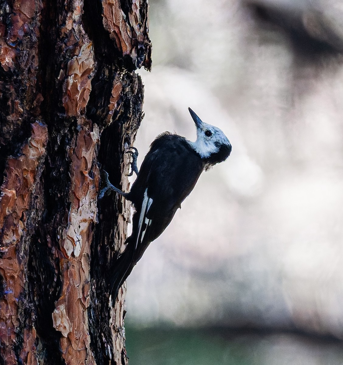 White-headed Woodpecker - ML642225879