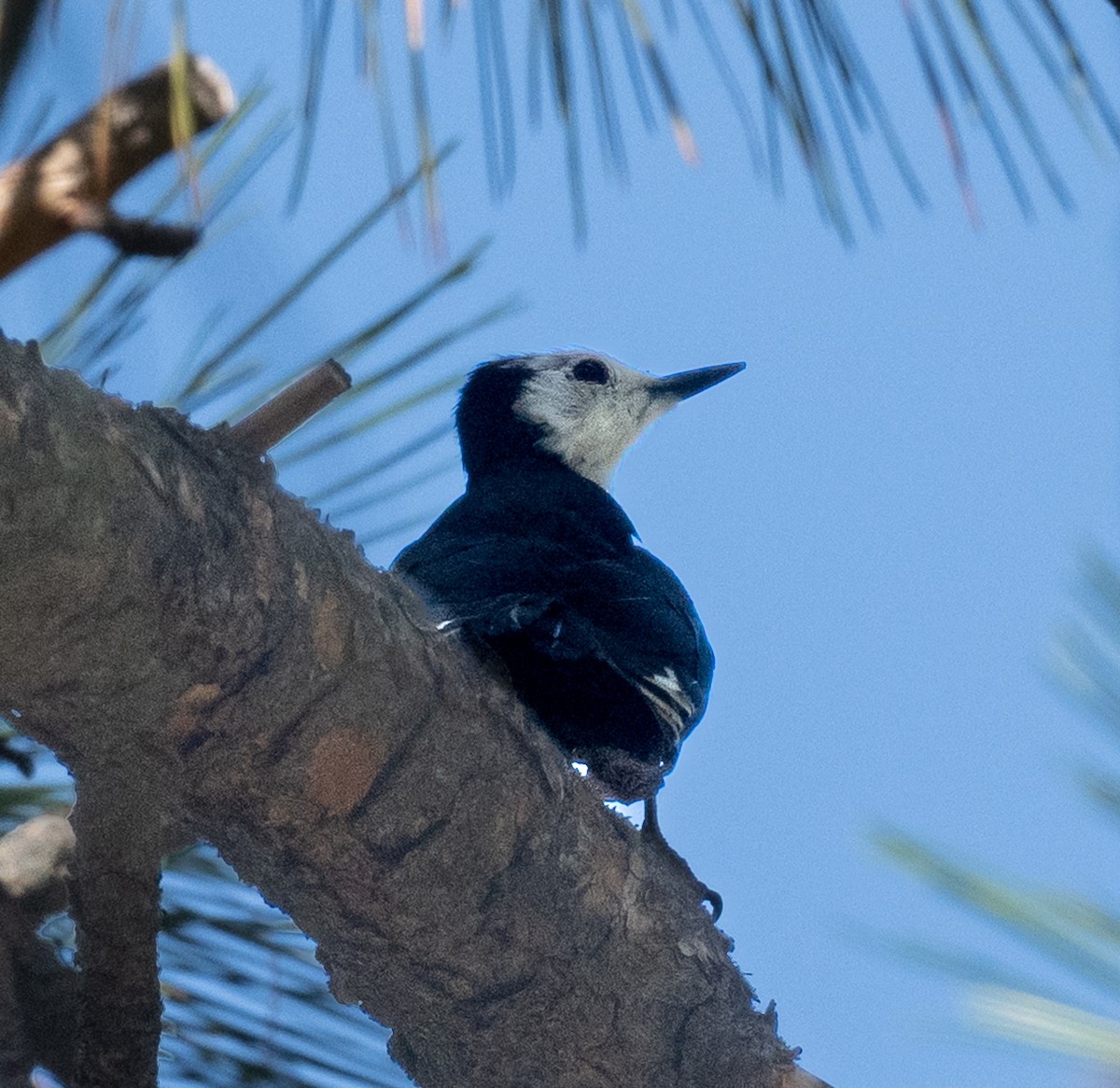 White-headed Woodpecker - ML642225880