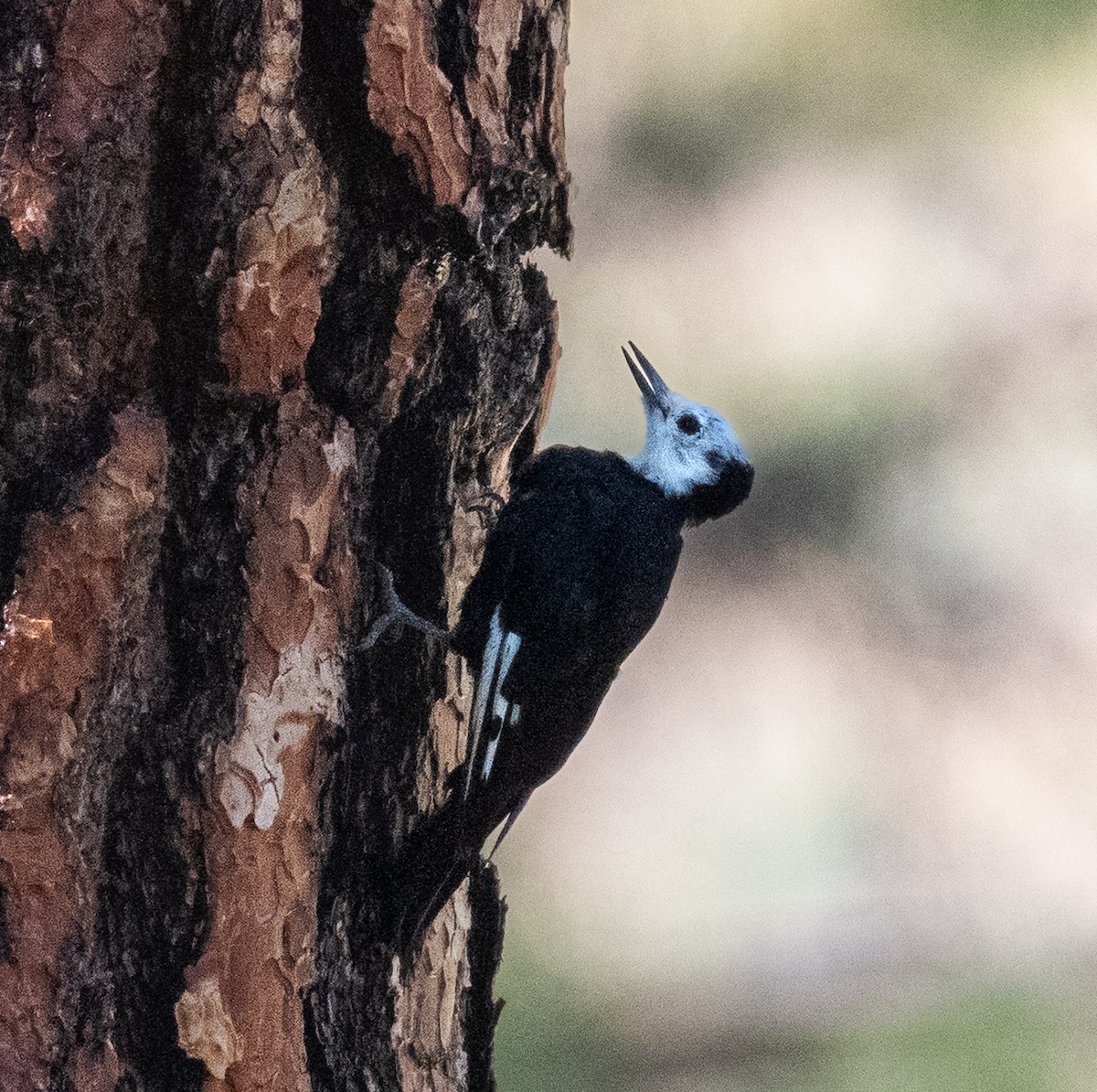 White-headed Woodpecker - ML642225881