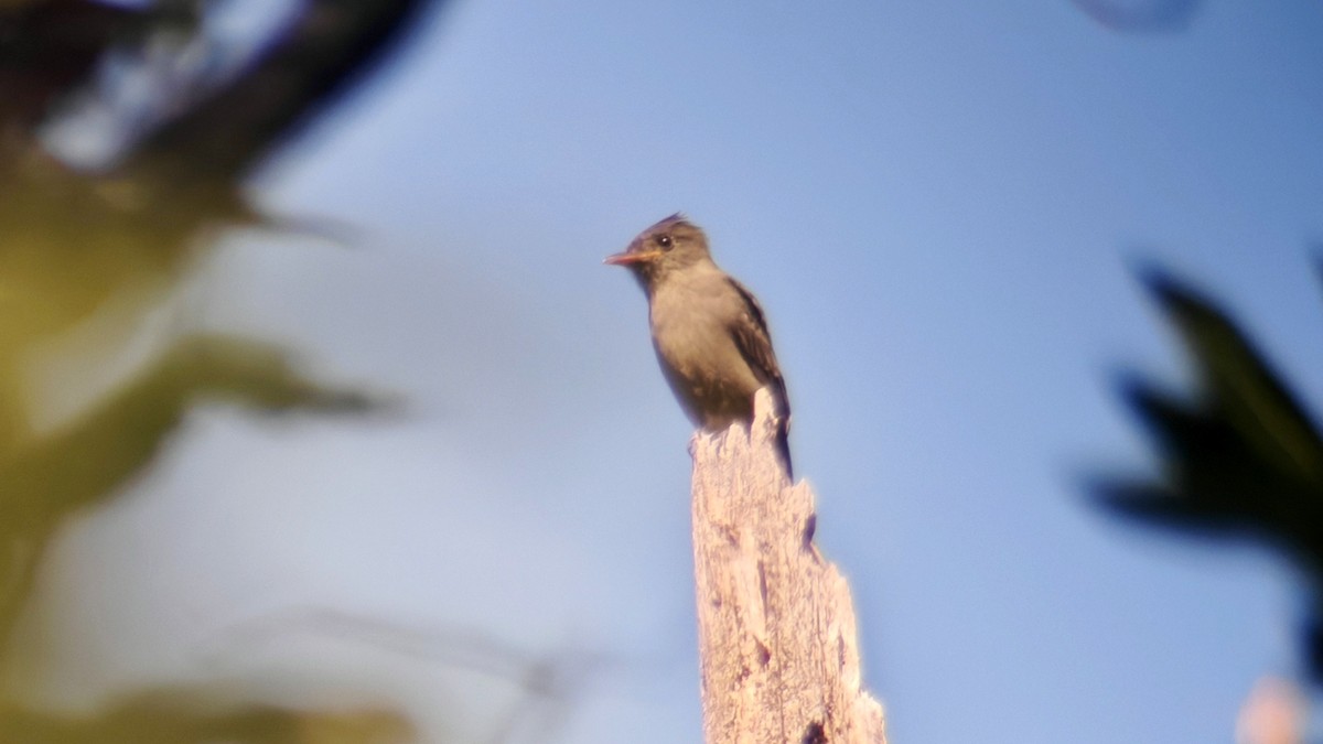 Dark Pewee - ML642225894