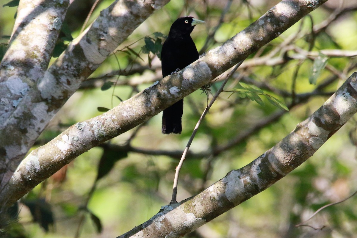 Yellow-billed Cacique - ML642225910