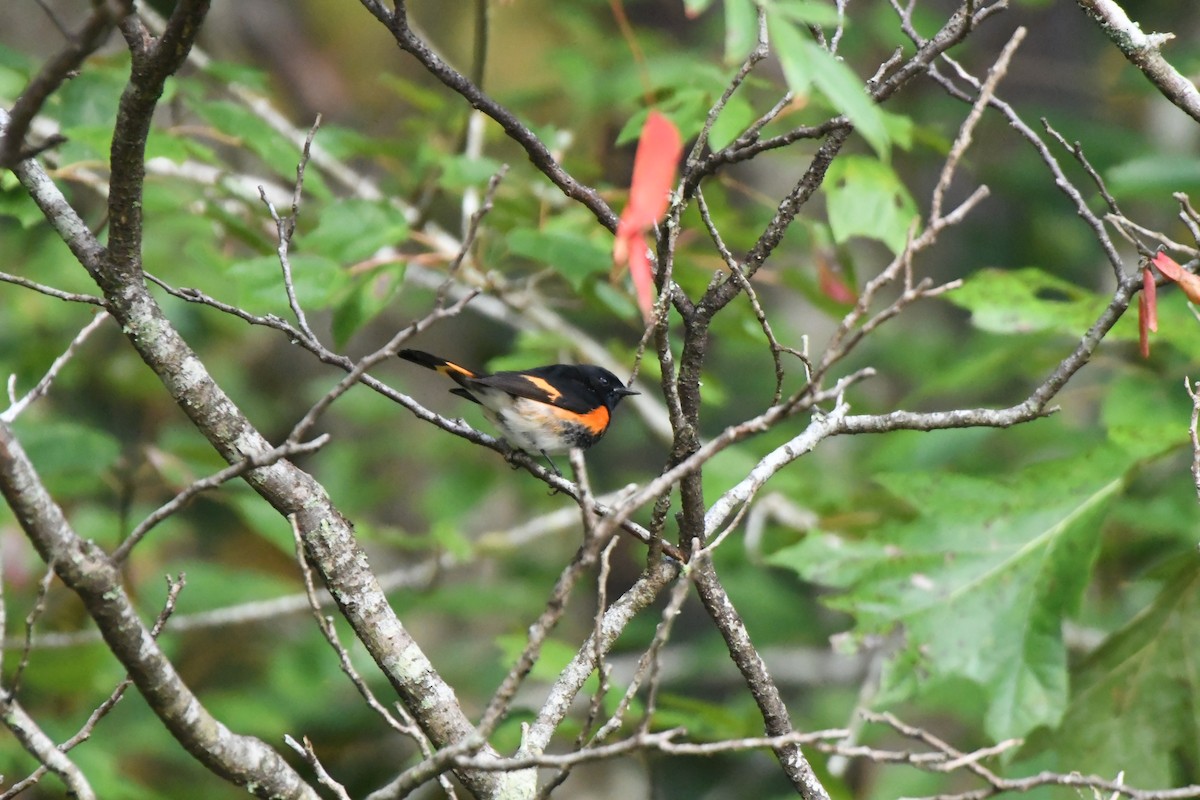 American Redstart - ML642225911