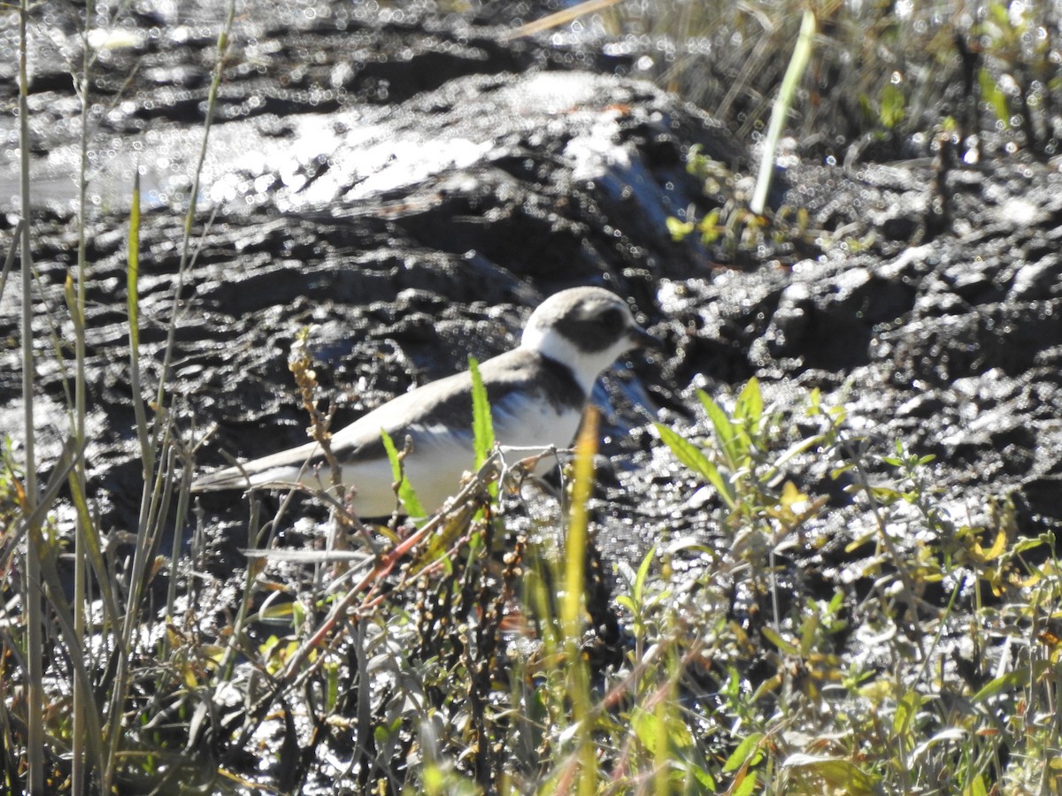 Semipalmated Plover - ML642225921