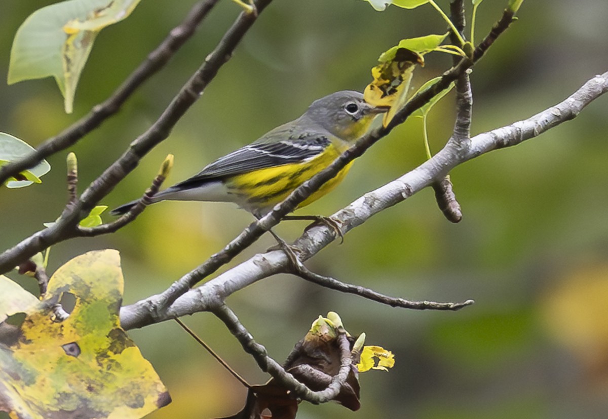 Magnolia Warbler - ML642225922